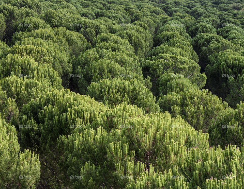 Pine forest viewed from above