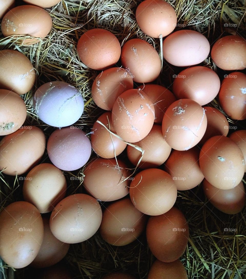 Chicken eggs