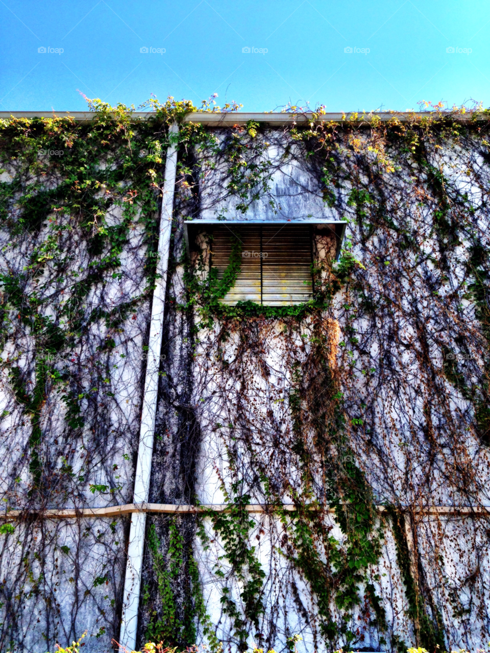 sky wall plant window by jmsilva59