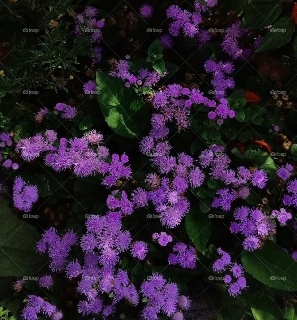 Macro photo of flower growing in the garden
