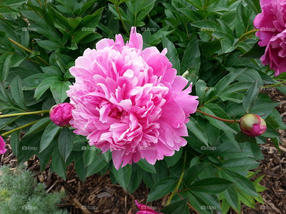 peony