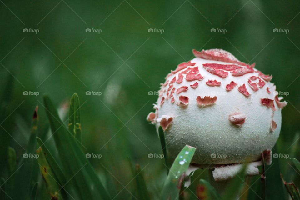Fresh Mushroom Bloom
