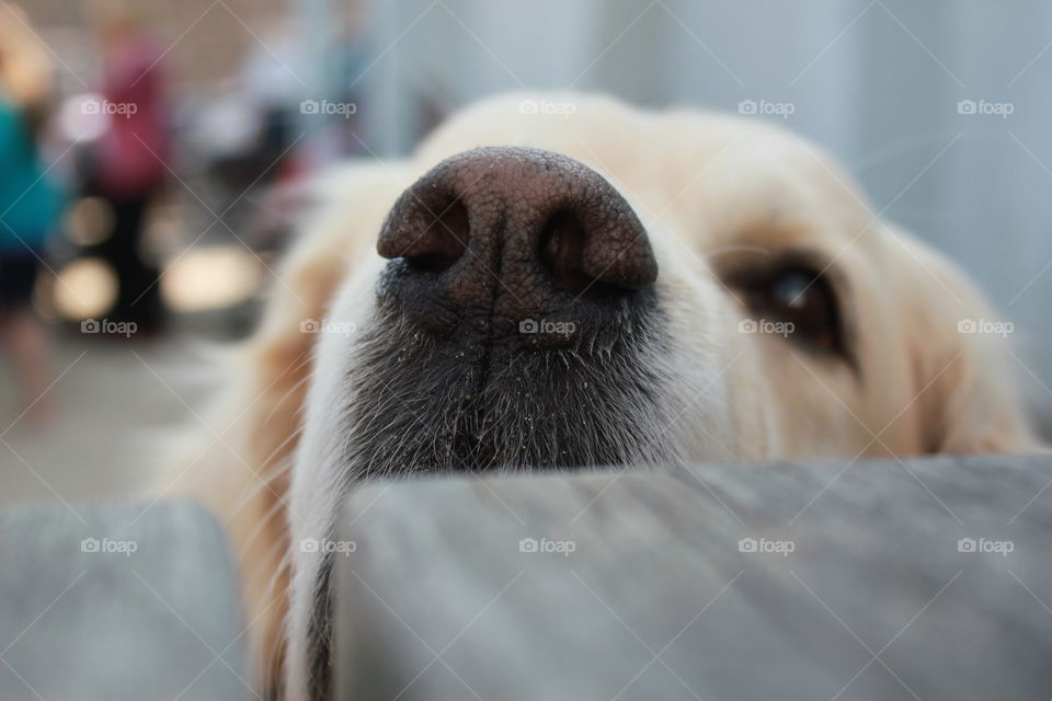 Golden retriever dog nose