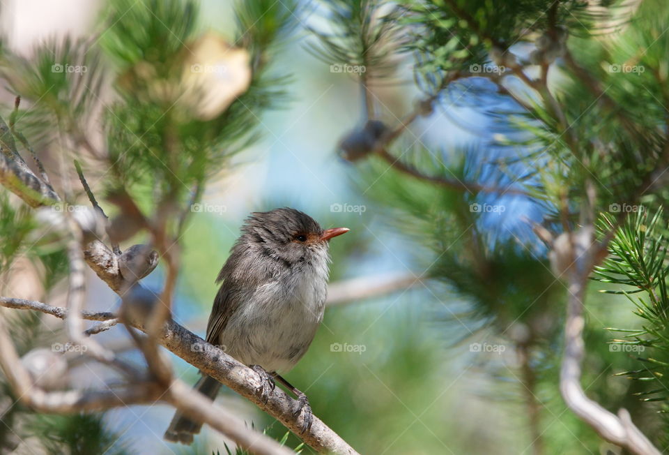 Female Fairy wren