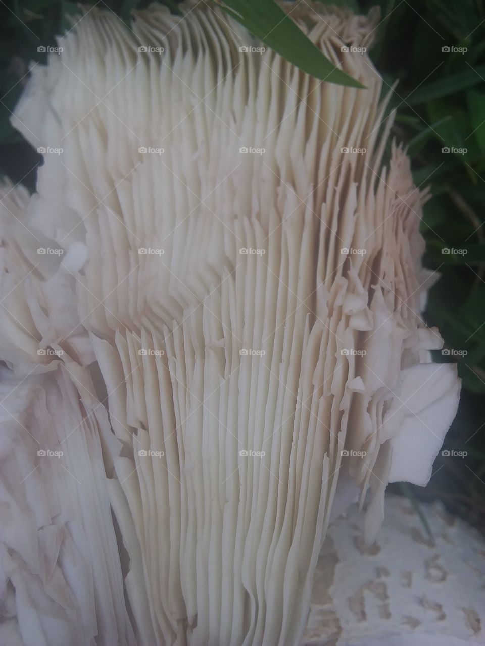 broken mushroom
