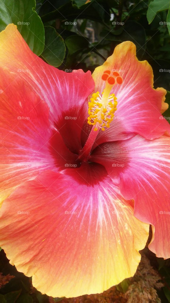 Flower, Nature, No Person, Hibiscus, Flora