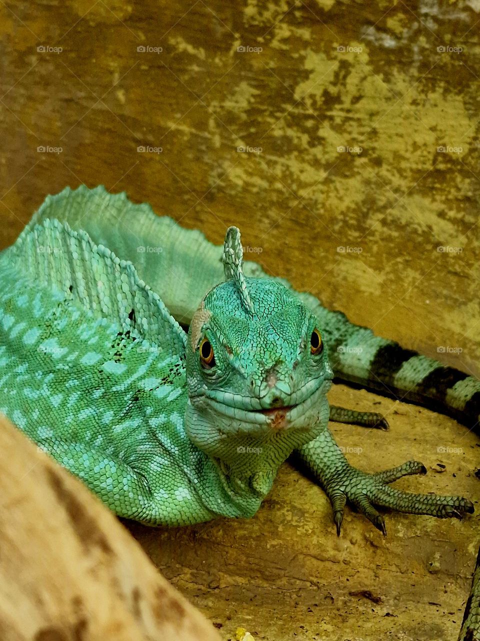 chameleon