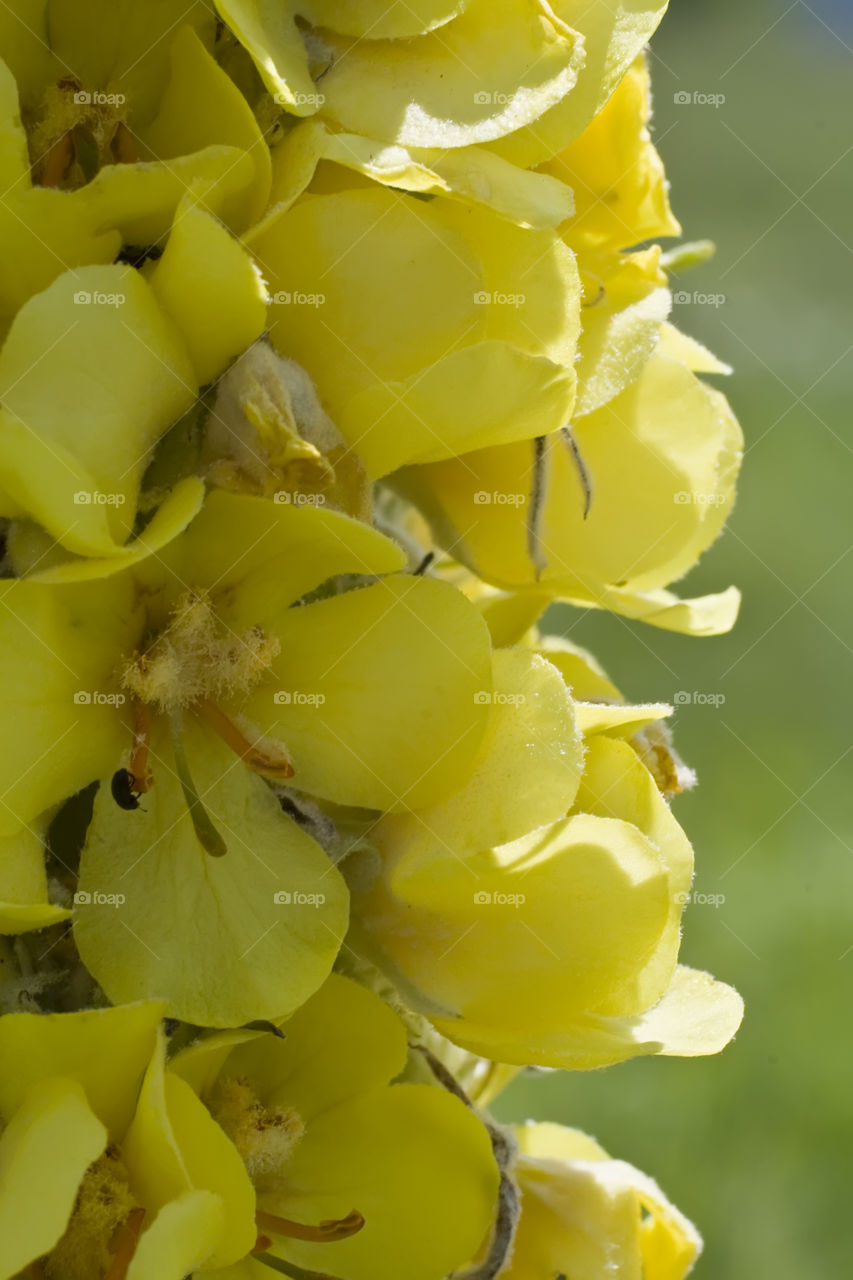 Yellow blossoms of Verbascum