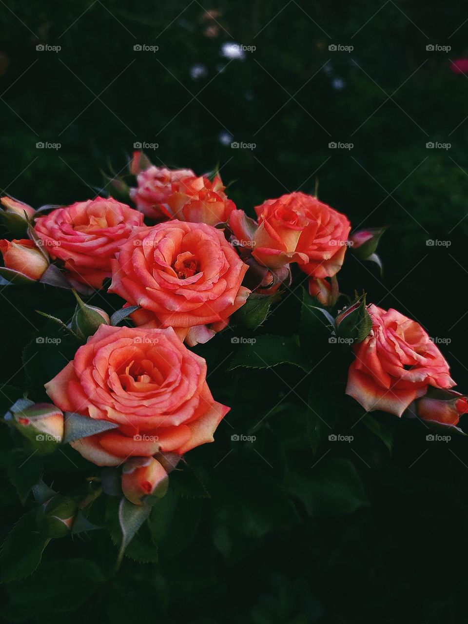 smell it...🌹❤️