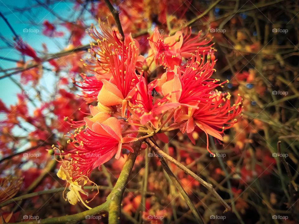 capparis decidua flowers blooming in winter season