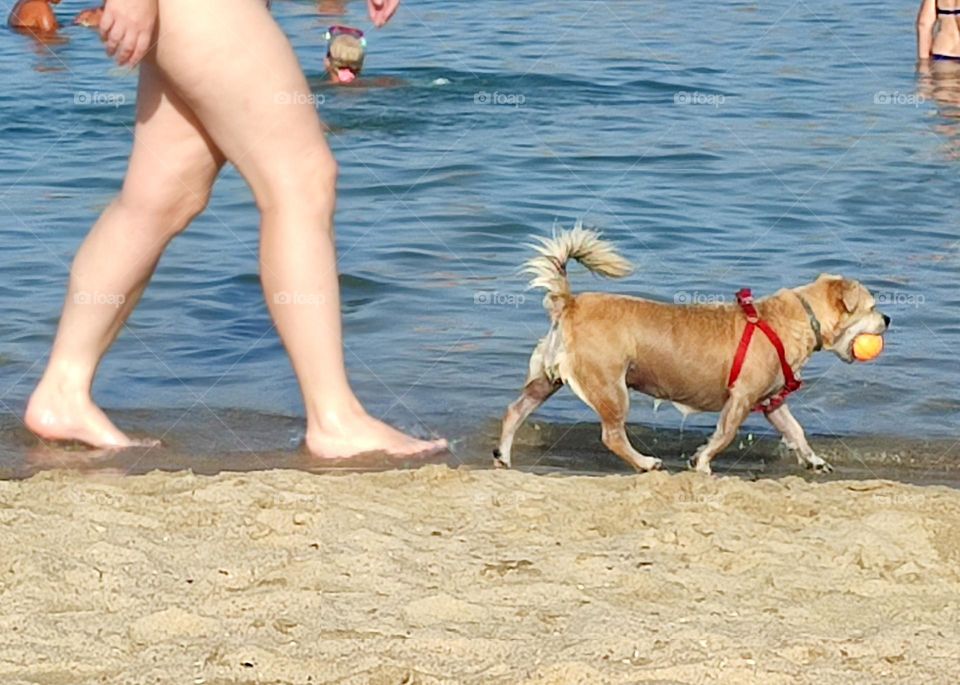 People Walking Dog on the Beach