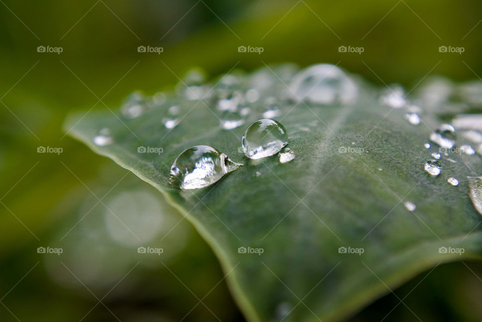 Water droplets above taro leaves