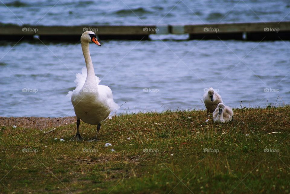 Swans