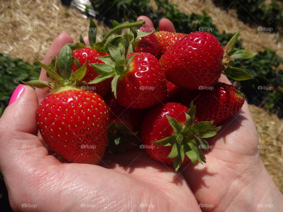 red strawberries