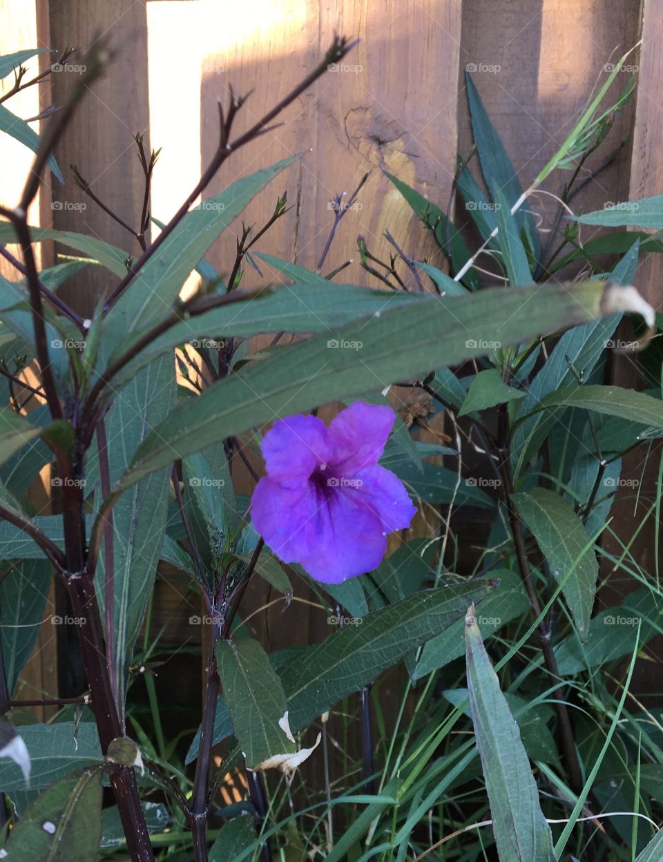 Beautiful flowers 