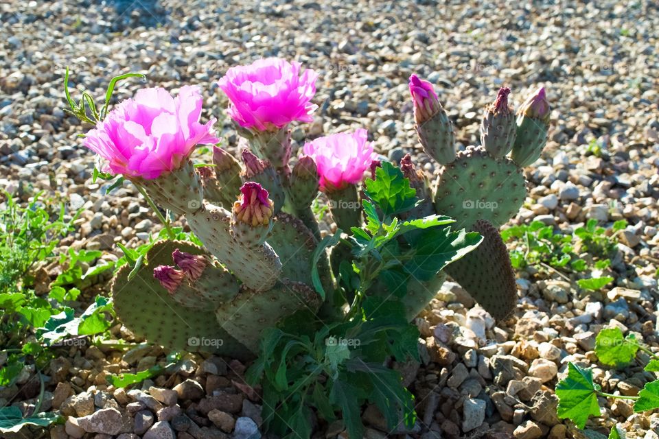 Pink cactus blooms