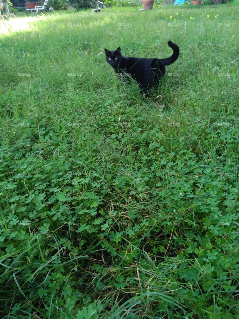 Nature, grass, cat,garden