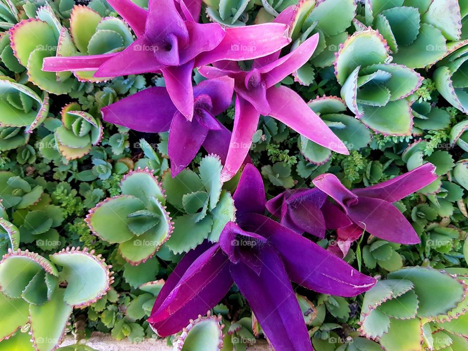 Purple plant  of the garden