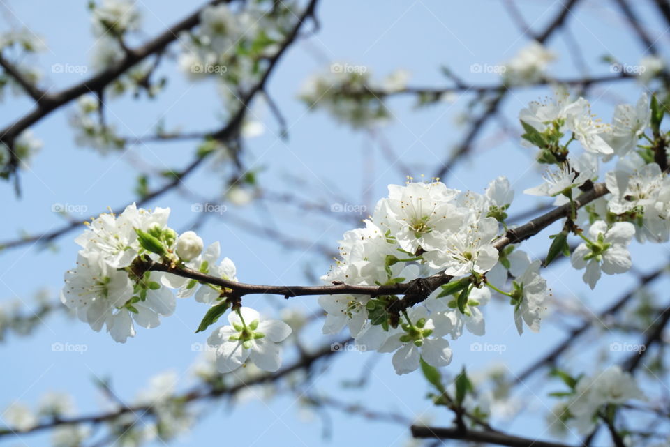 spring blossom