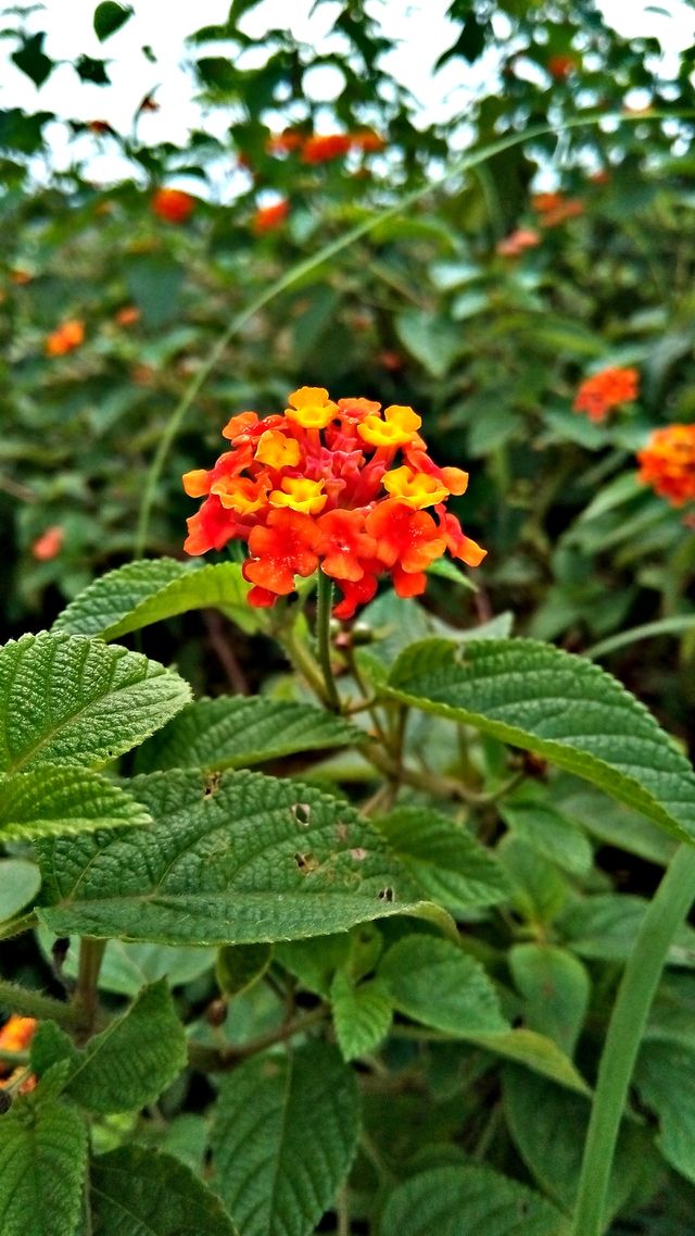 flower...with green leaves shrubs
