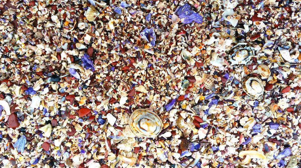 Crushed seashells with small limpets shells form a colorful mosaic at the beach.