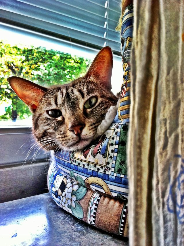 Cat peeking