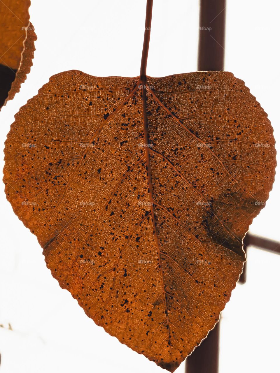 Extreme closeup of a leaf