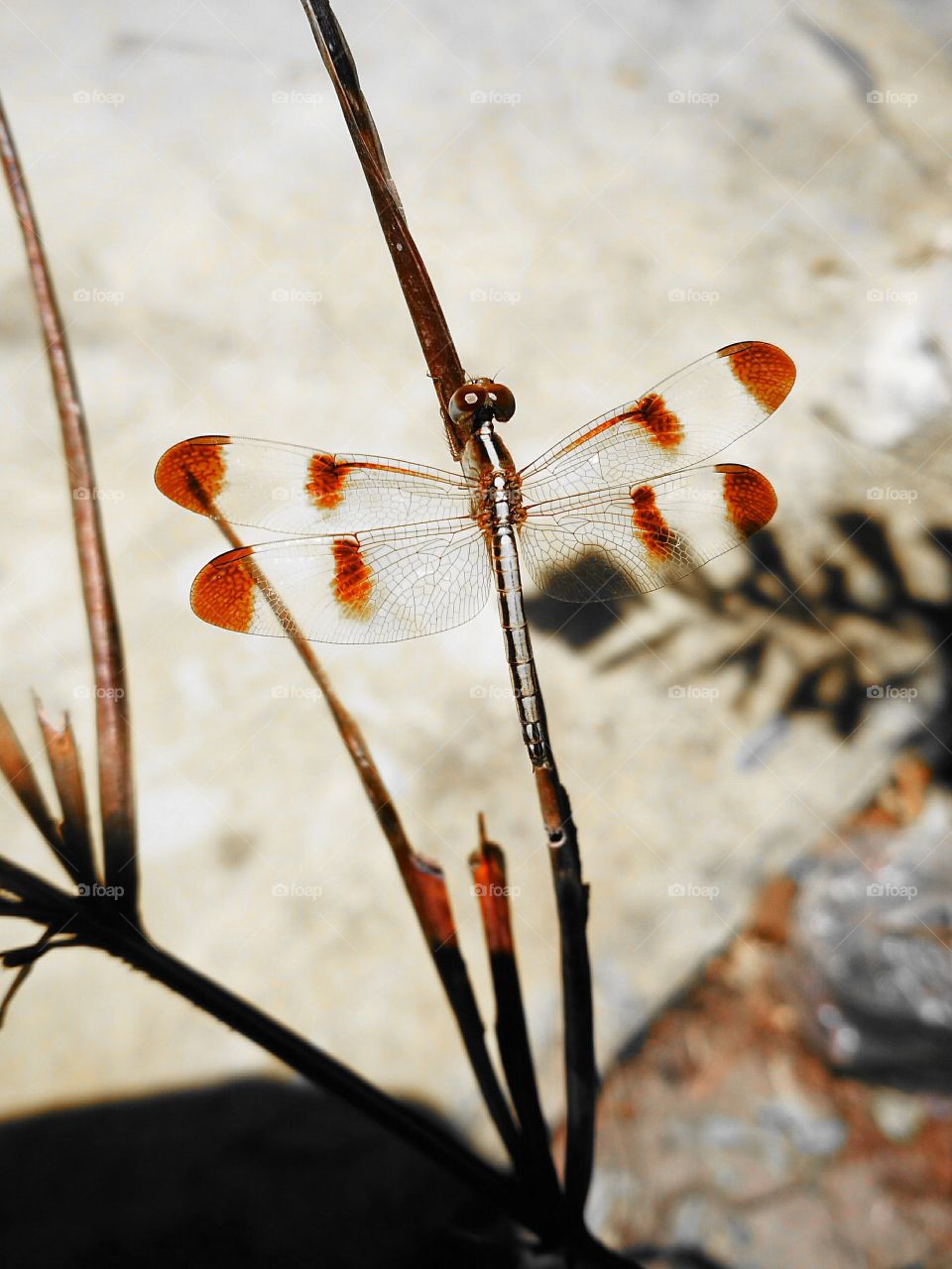 Dragonfly on twig