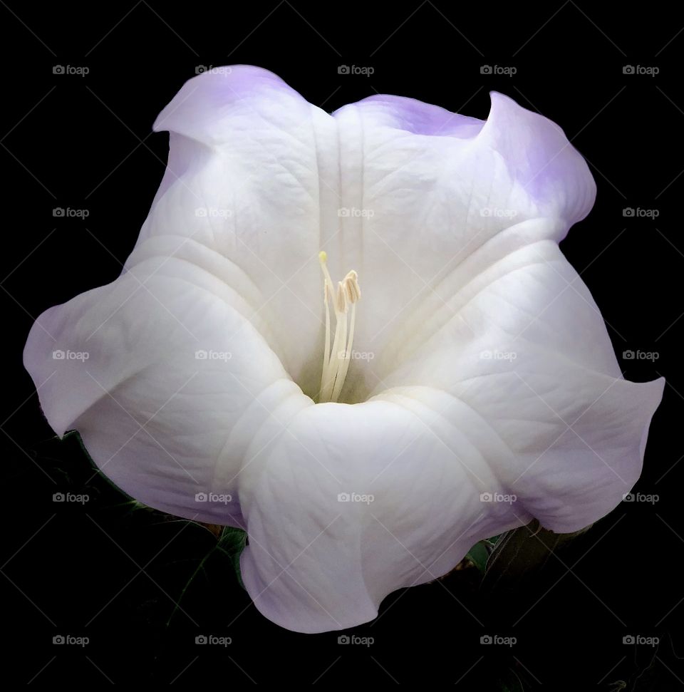 Foap Mission, World In Macro! Macro Shot With Studio Light Black Background Beach Petunia!