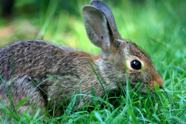 Bright eye of rabbit
