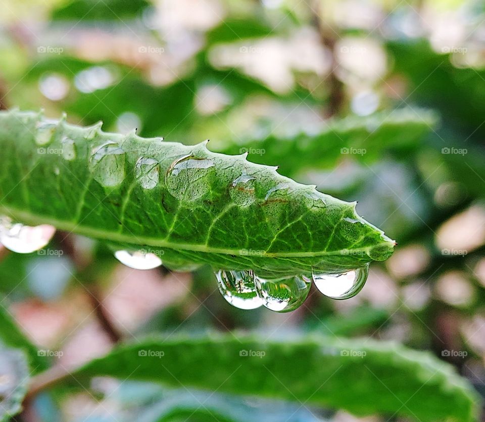 water drops falling from a green leaf in Auburn California