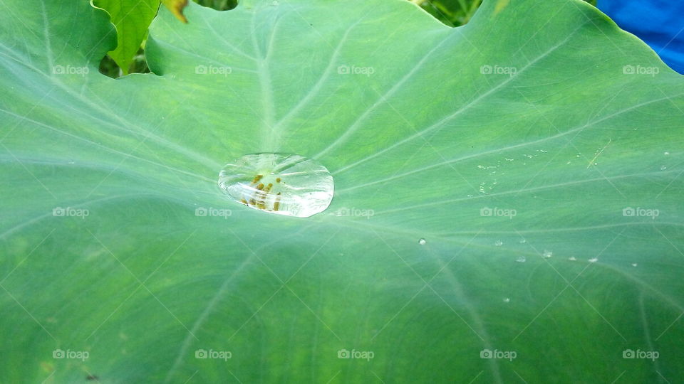Water drops in leaf....