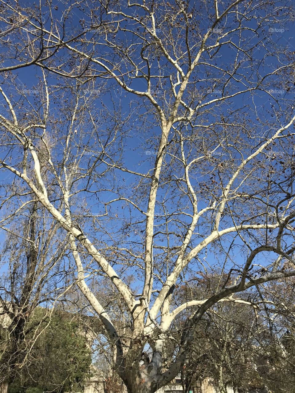 Nice autumn tree in Coimbra’s Botanical Garden