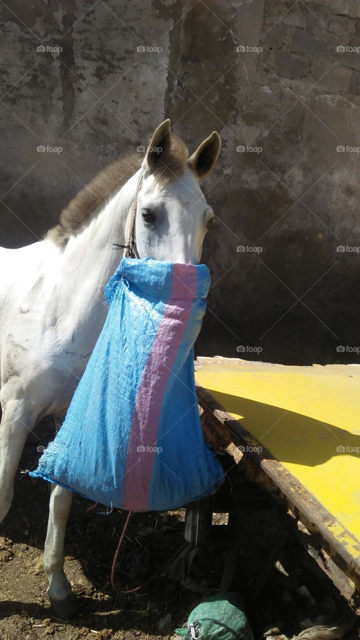 body part of white horse.