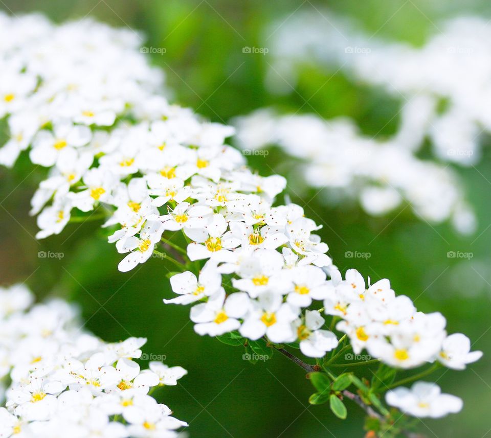 Spiraea cinerea