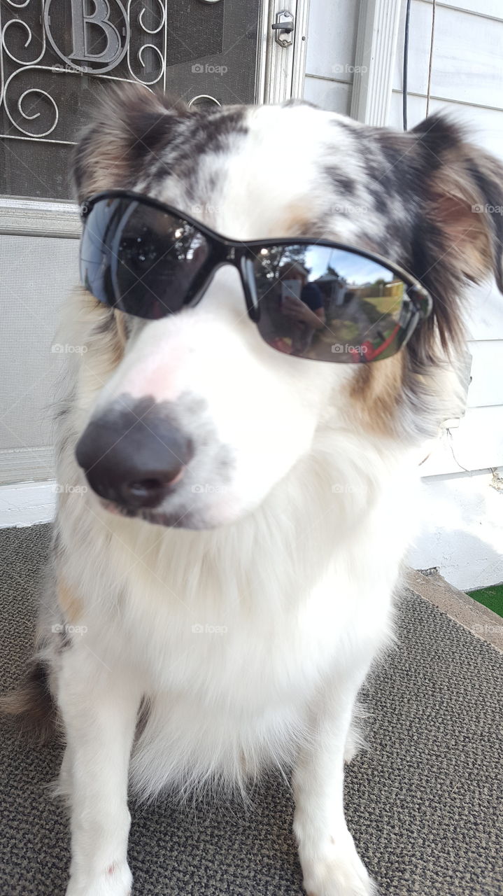 Cool pup