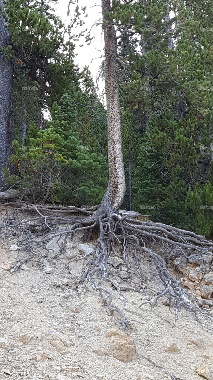 Exposed Tree Roots
