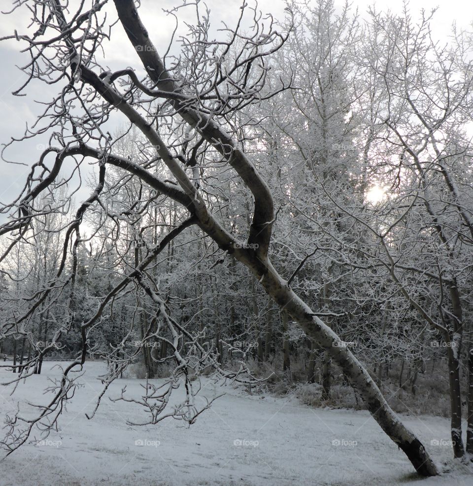 Falling tree