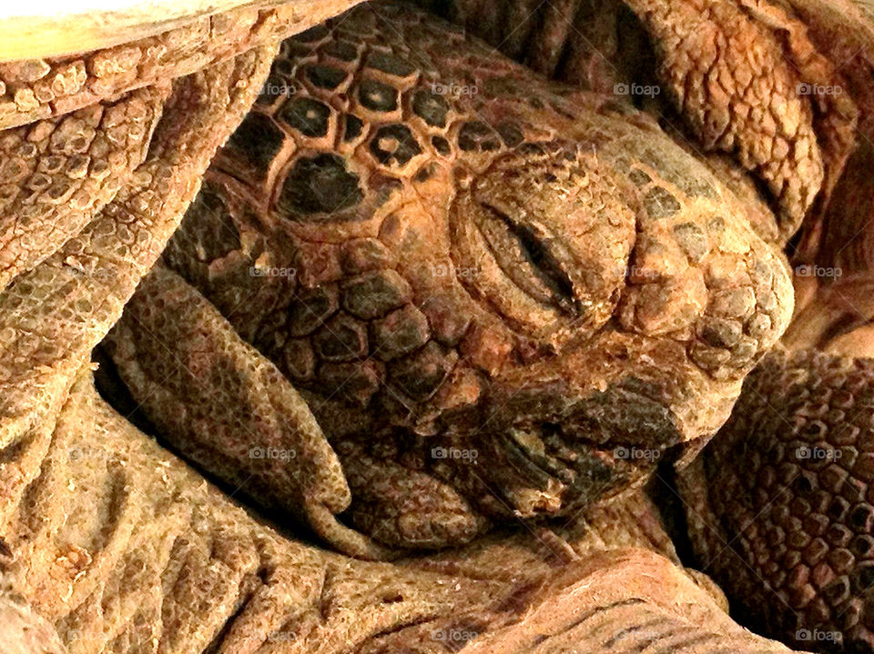 reptile tortoise mohave by mjf101471