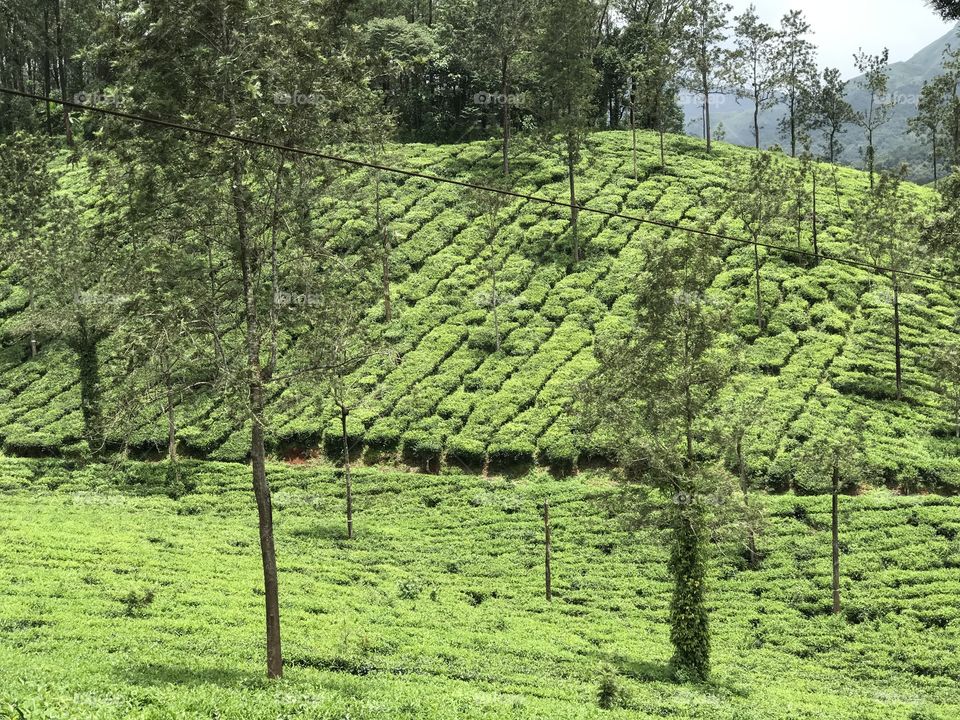 Beautiful tea estate in Kerala with the longest zip line in the entire Kerala!! What an amazing view to the eyes!!