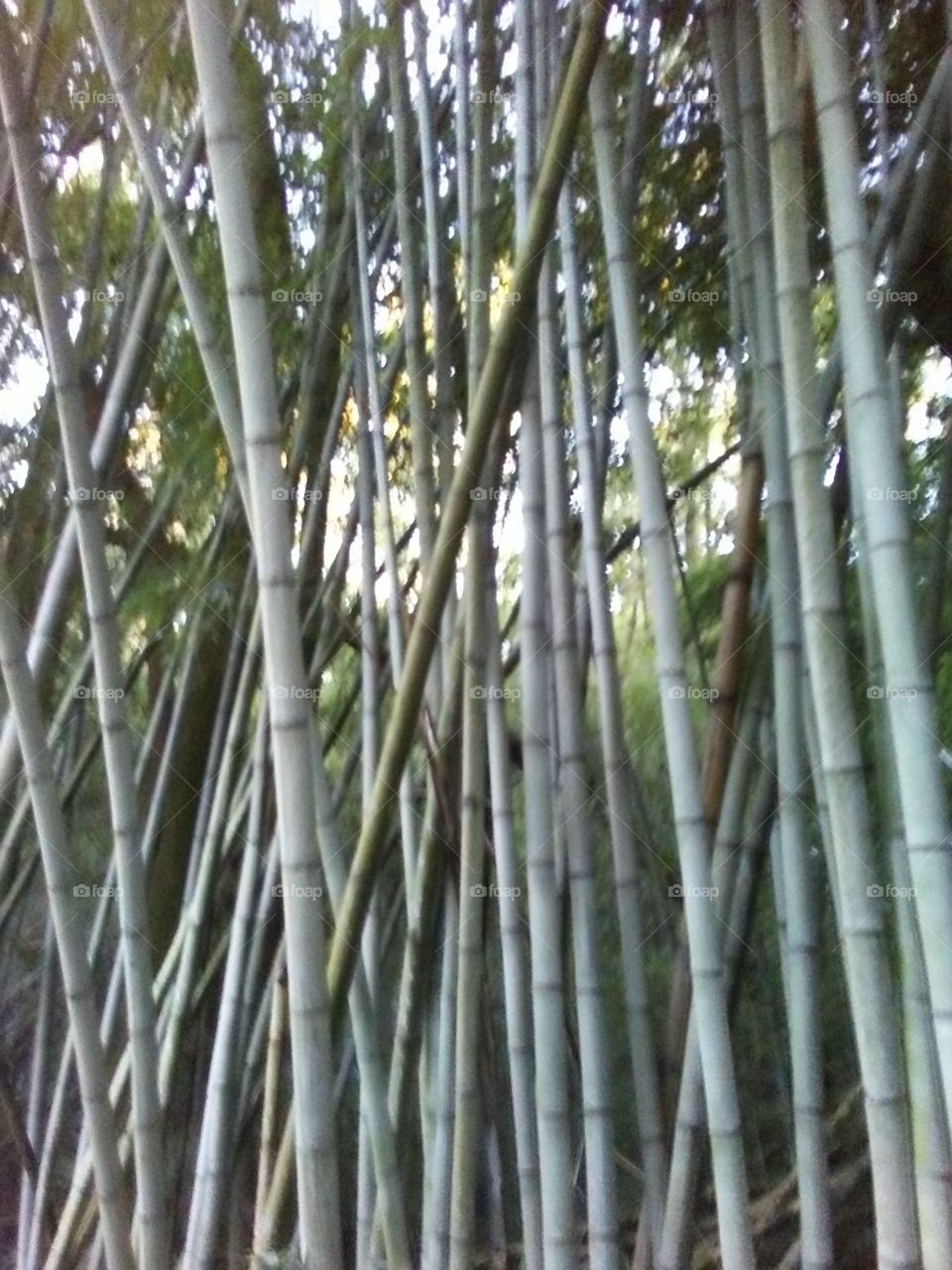 Bamboo madness