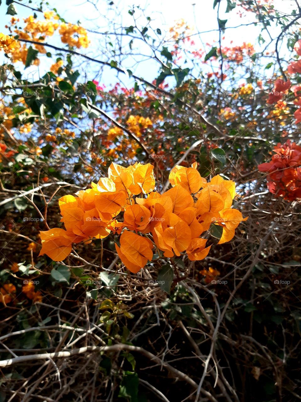 Bright orange bougainvillea flowers under sunlight, surrounded by branches and leaves. Captured in Casablanca on January 1, 2025.
