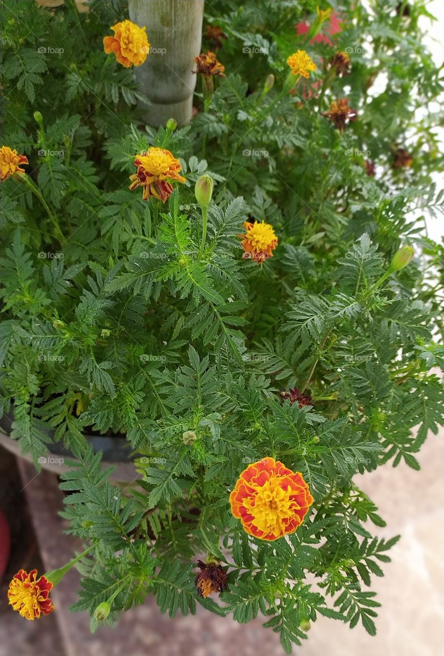 Marigold beauty