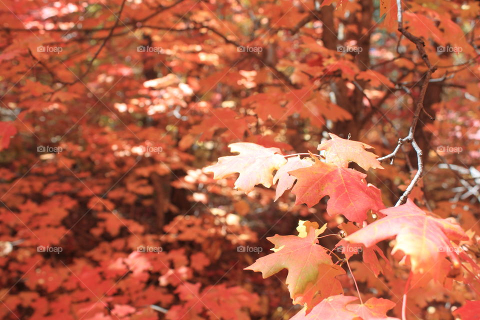 Forest autumn leaves