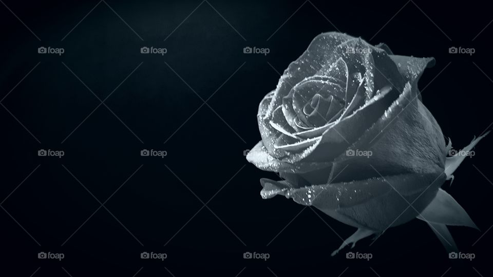 rose bud black and white single romantic