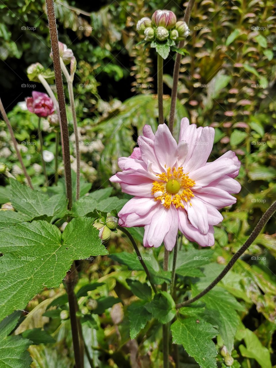 A Flower in Bloom
