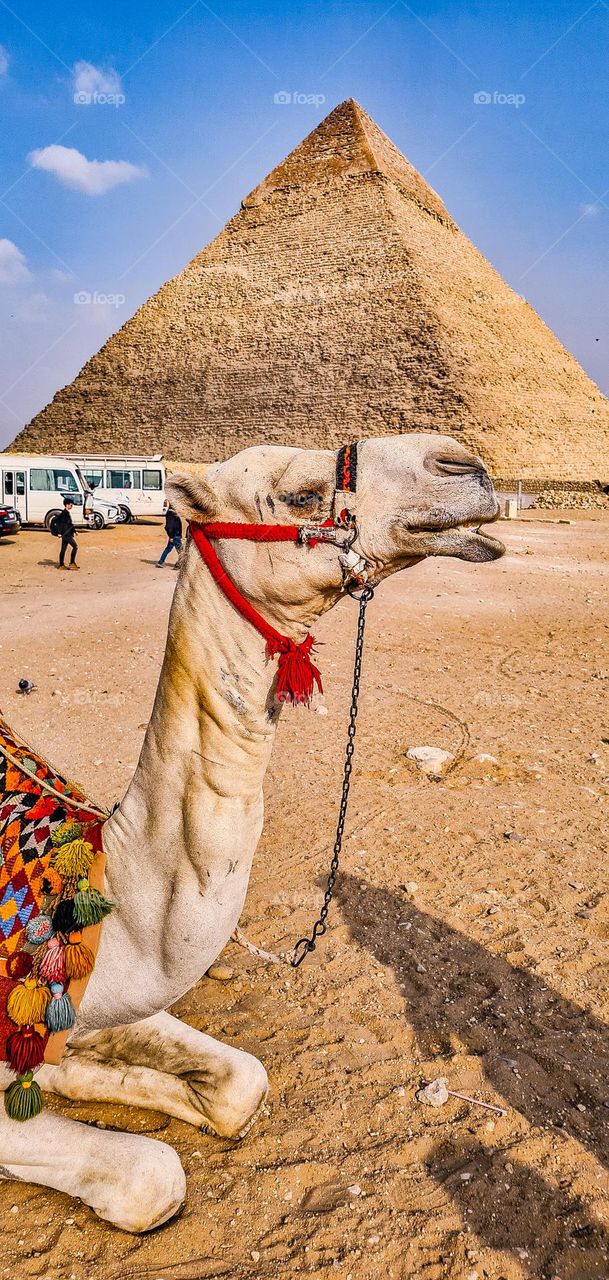 camel at pyramids