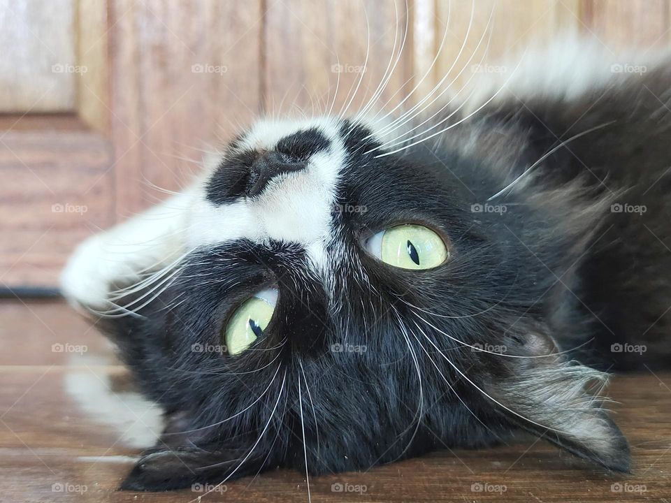 Cat laying upside down