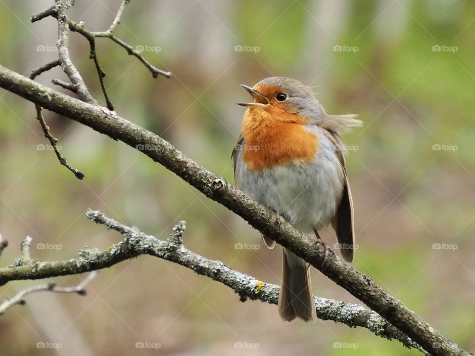 Robin