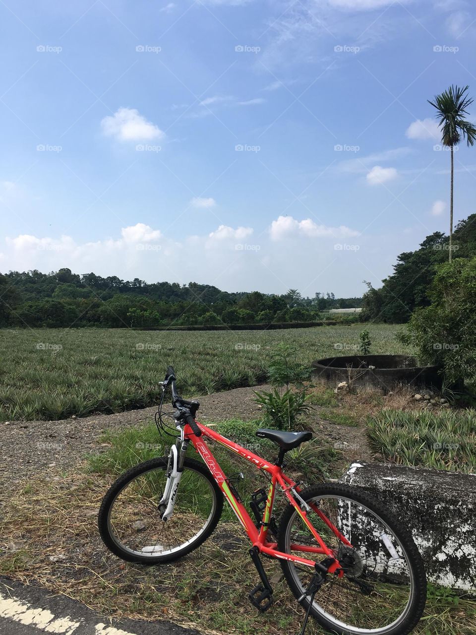 Adventures on Wheels: Cycling Away on a Red Bicycle 